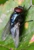 Eudasyphora cyanicolor